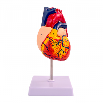Анатомическая модель сердца человека Bone NumbX1 пронумерованная-3