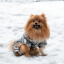Зимний комбинезон для собак Cody Silver M-4
