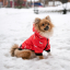 Зимний комбинезон куртка для маленьких собак Terry красный M-4