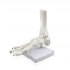 Модель скелета голеностопного сустава человека Bone-1