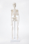 Модель скелета человека Bone учебная 45см-1