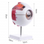 Анатомическая модель глазного яблока человека Eye-Ball X6-4