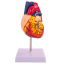 Анатомическая модель сердца человека Bone NumbX1 пронумерованная-2